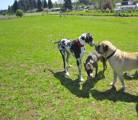 Lucky's Dog Park photo 1